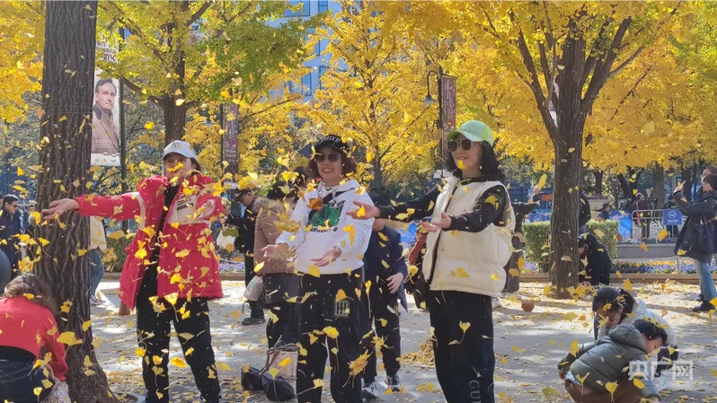 上海街头银杏迎来最佳观赏期 “银杏音乐会”奏响“金色奏鸣曲”(图1)