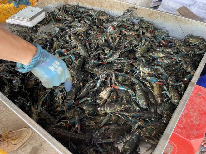 个大肉紧每斤卖超60元！江门恩平“蓝龙”爆款上市！(图3)